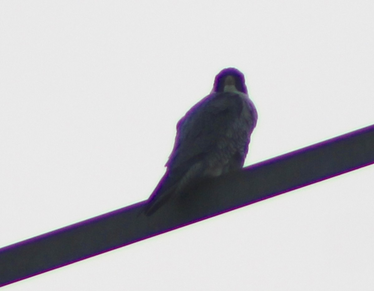 Peregrine Falcon - ML631310160