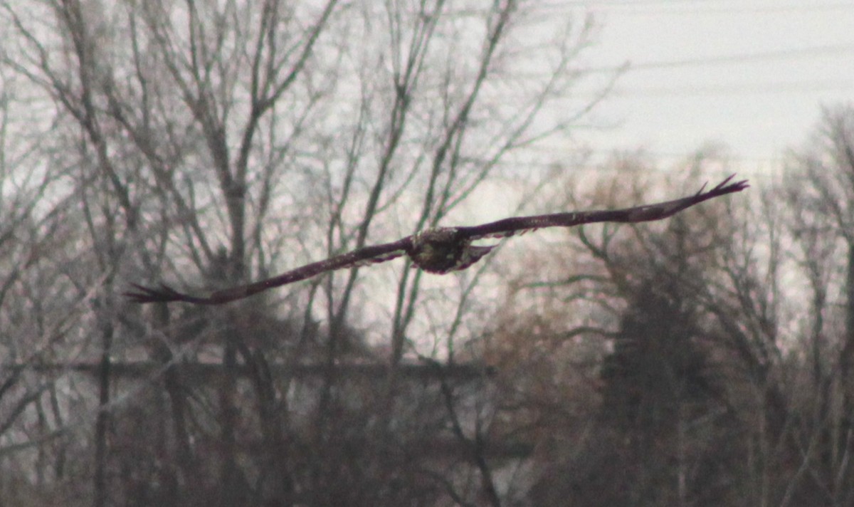 Bald Eagle - ML631310171