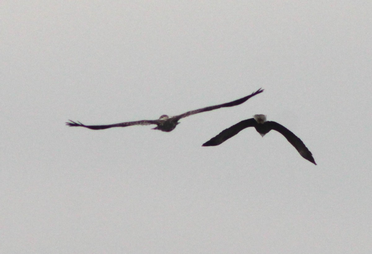 Bald Eagle - ML631310173