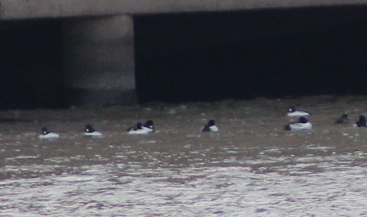 Common Goldeneye - ML631310182