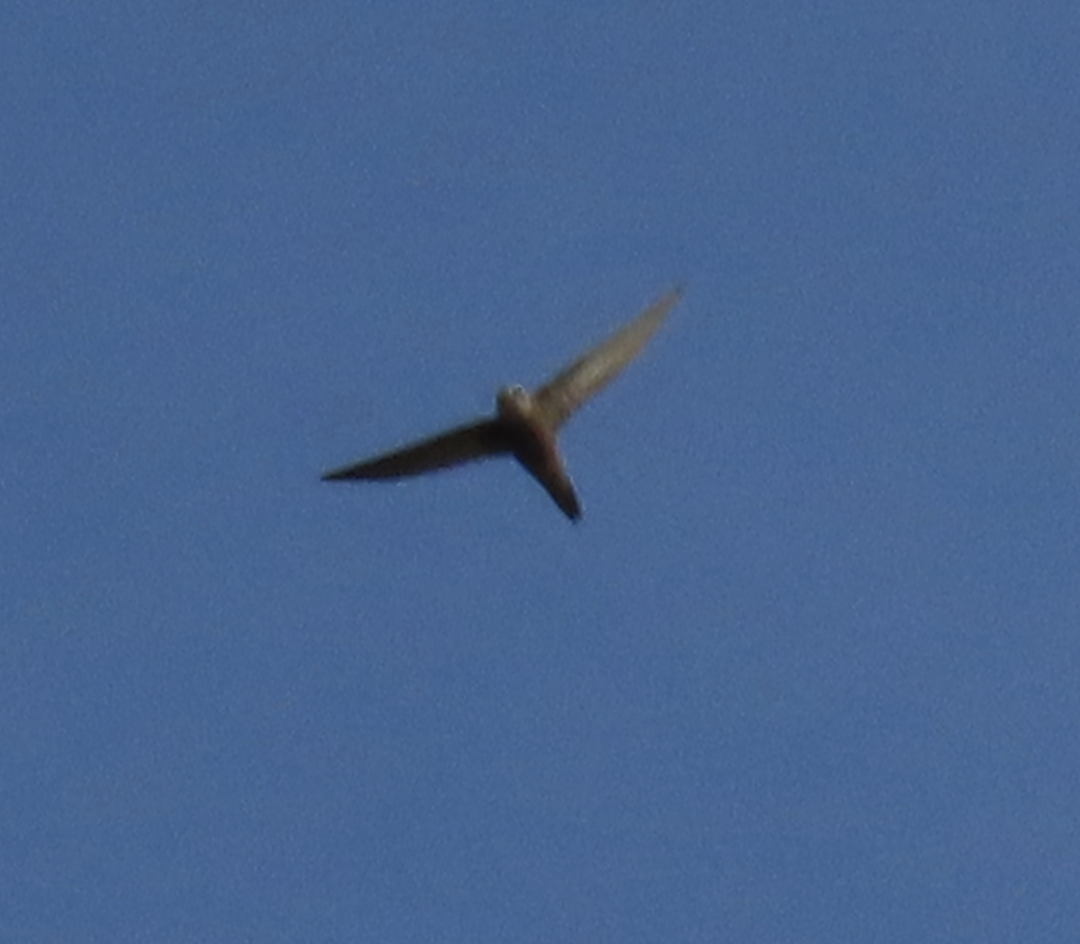 Pallid Swift - ML631310184