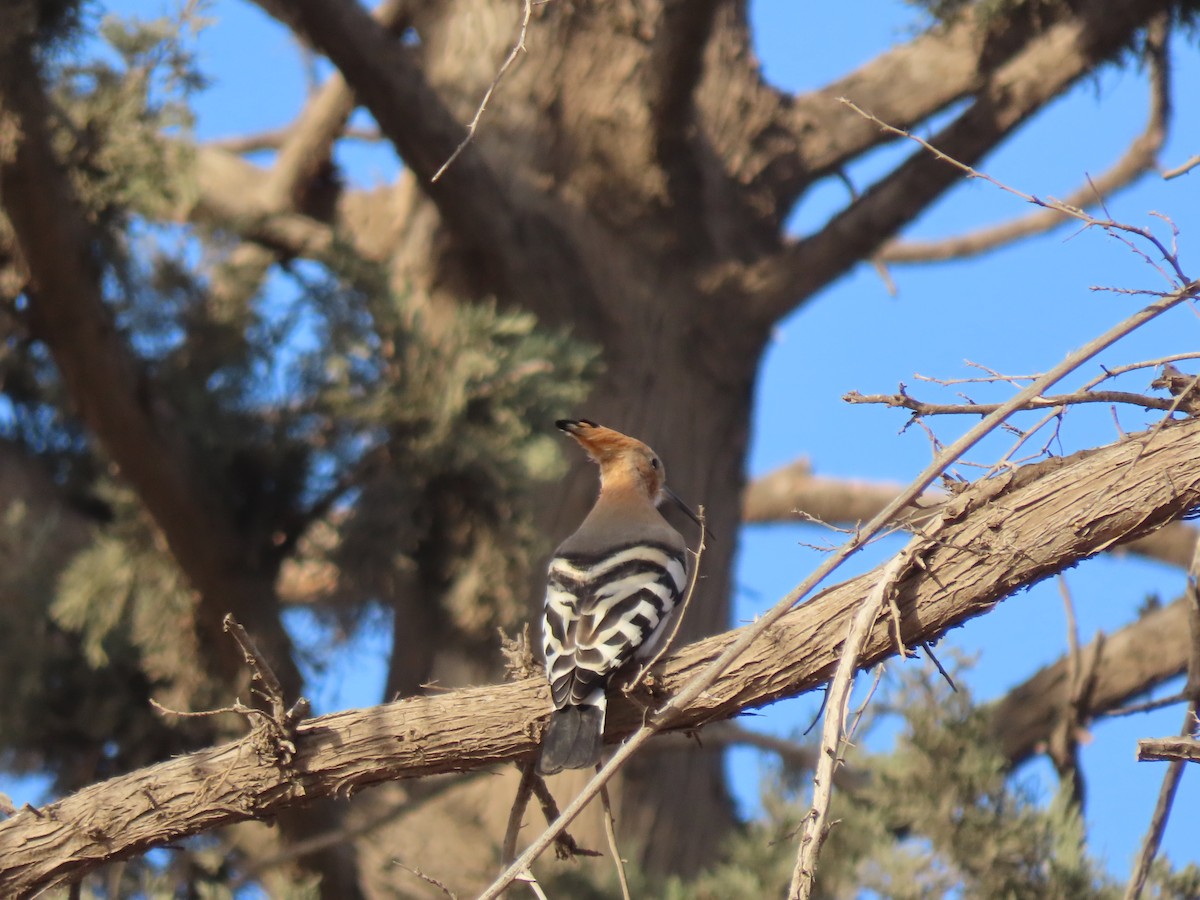 Common Hoopoe - ML631310193