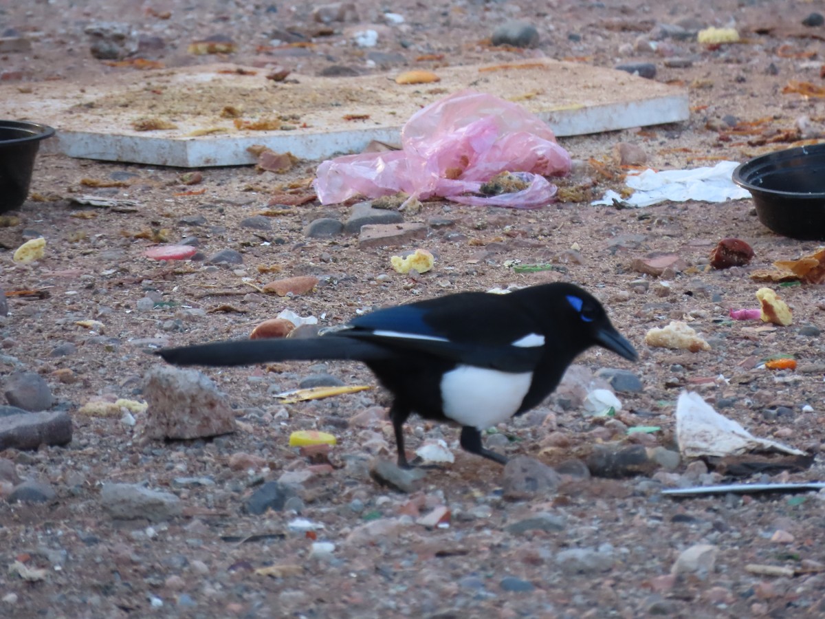 Maghreb Magpie - ML631310202
