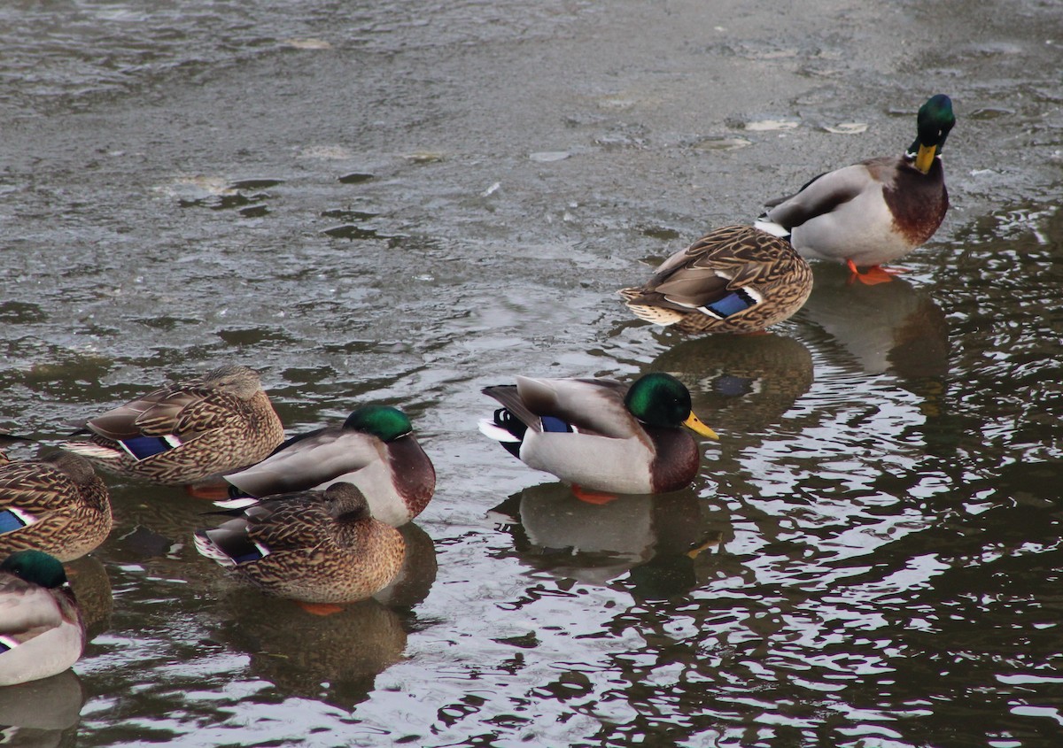 Mallard - ML631310203