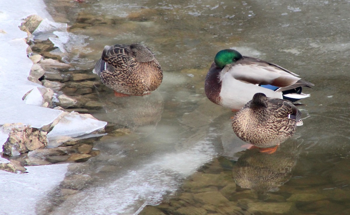 Mallard - ML631310206