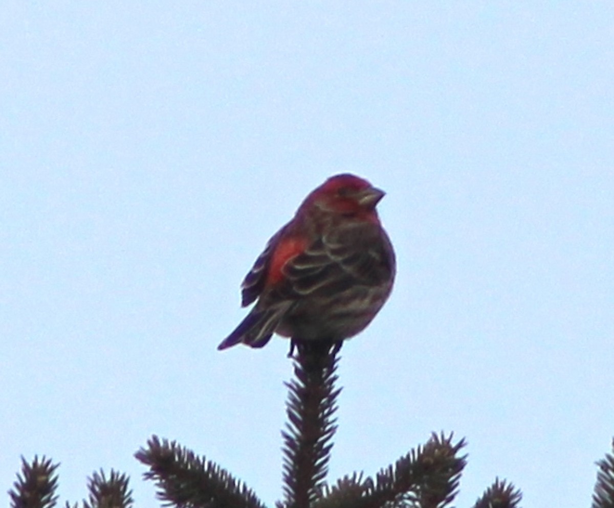 House Finch - ML631310212
