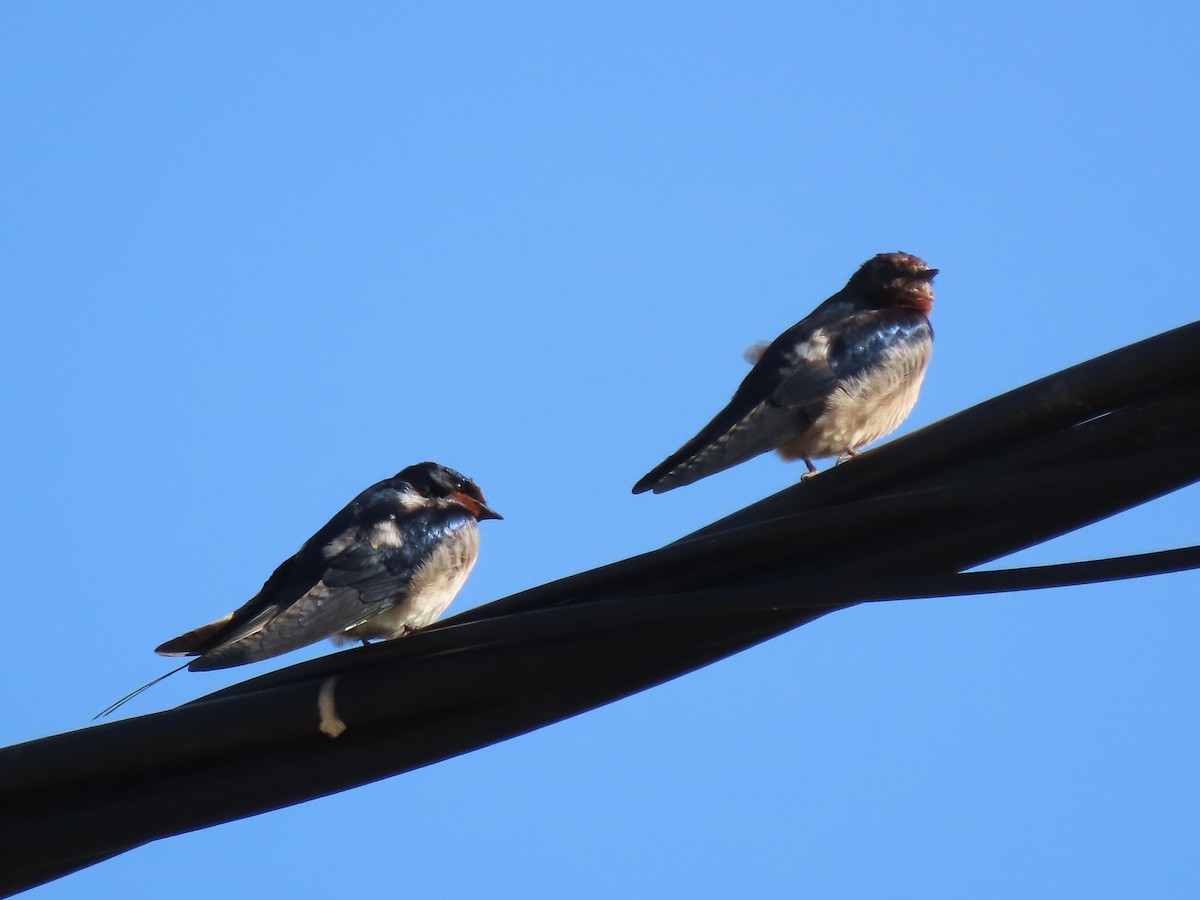 Barn Swallow - ML631310232