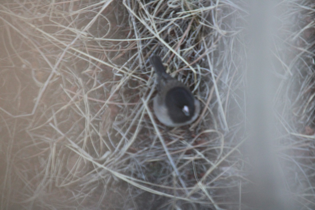 Dark-eyed Junco (Slate-colored/cismontanus) - ML631310240