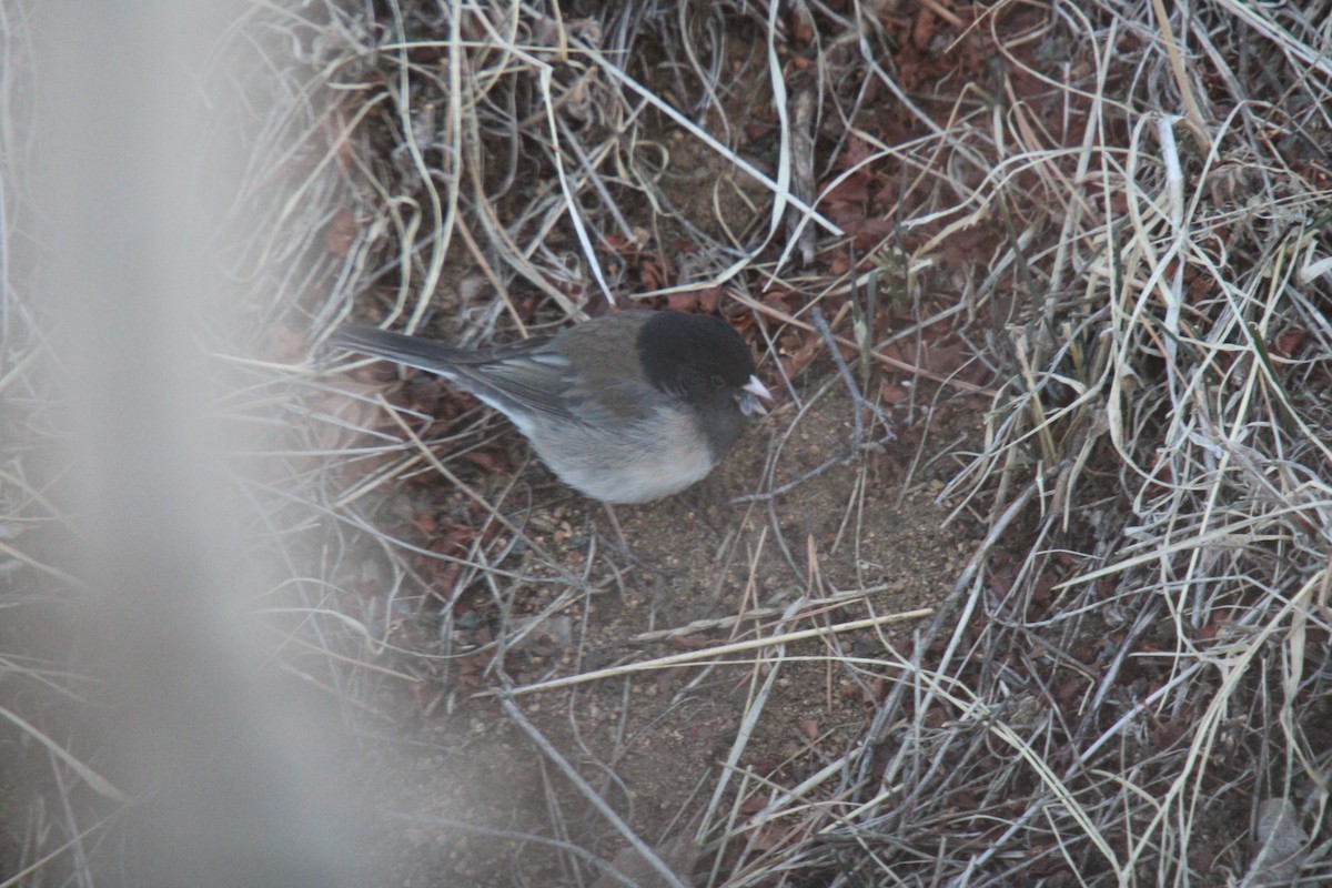 Dark-eyed Junco (Slate-colored/cismontanus) - ML631310242