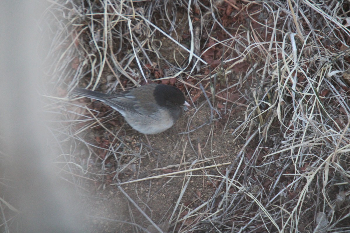 Dark-eyed Junco (Slate-colored/cismontanus) - ML631310243