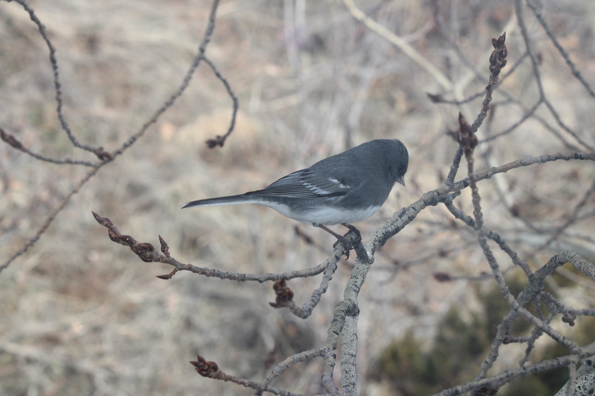 Dark-eyed Junco (White-winged) - ML631310245