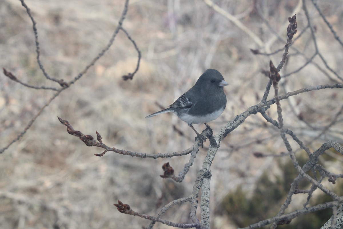 Dark-eyed Junco (White-winged) - ML631310246