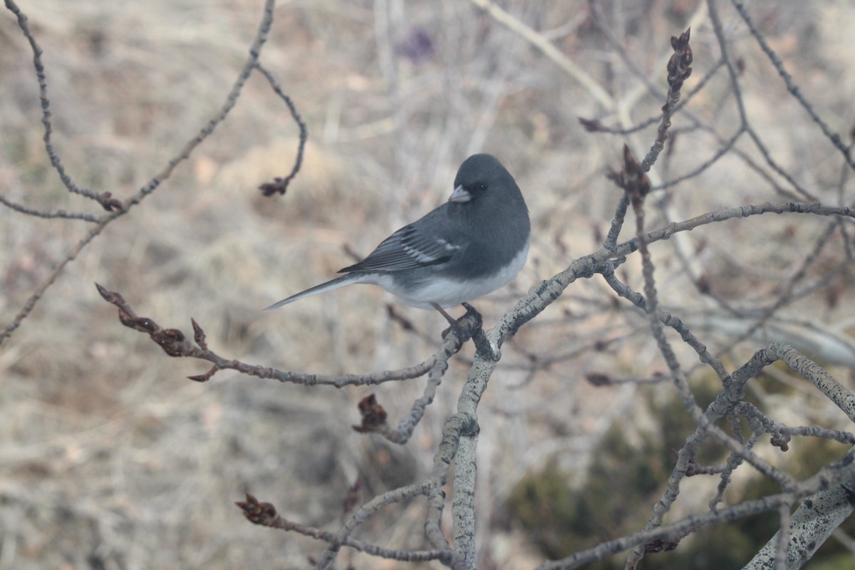Dark-eyed Junco (White-winged) - ML631310247