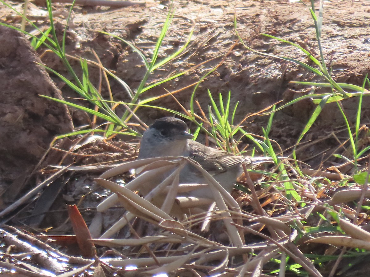 Eurasian Blackcap - ML631310248