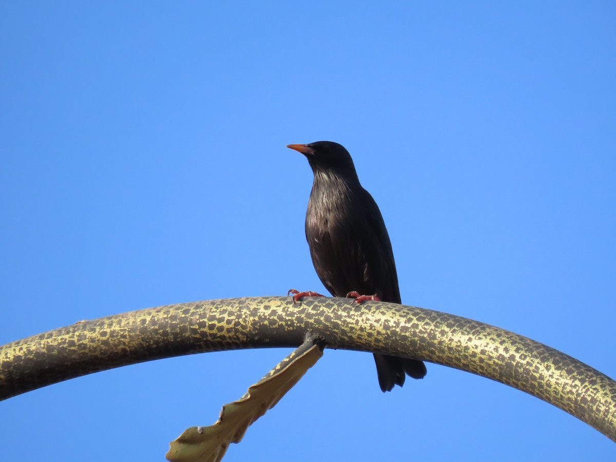 Spotless Starling - ML631310252