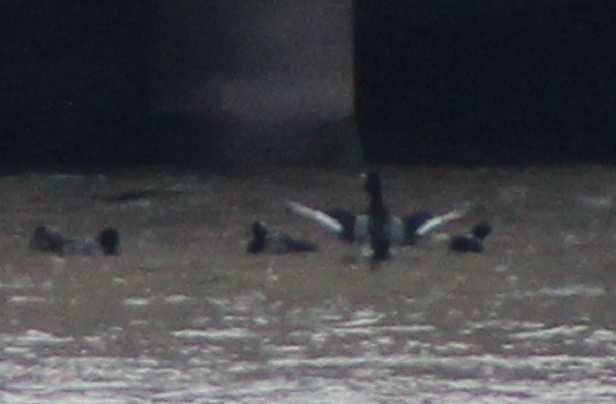 Greater Scaup - ML631310286