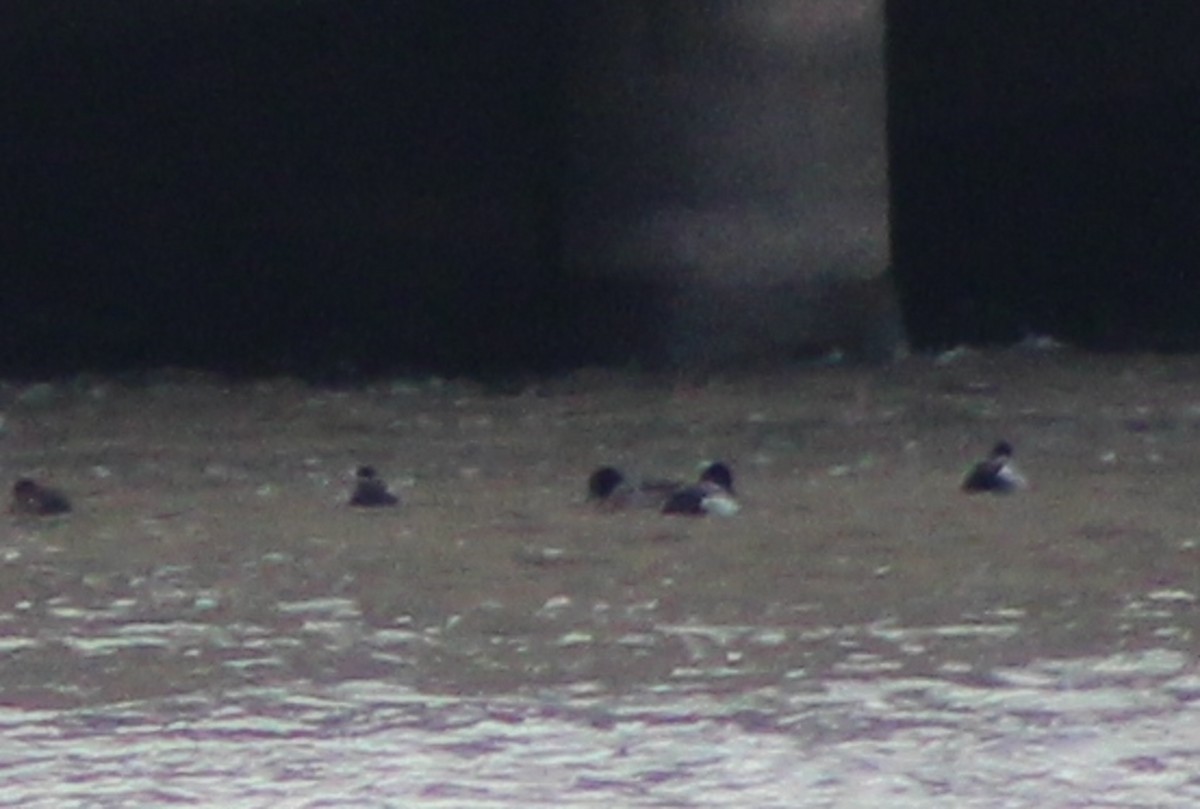 Greater Scaup - ML631310292
