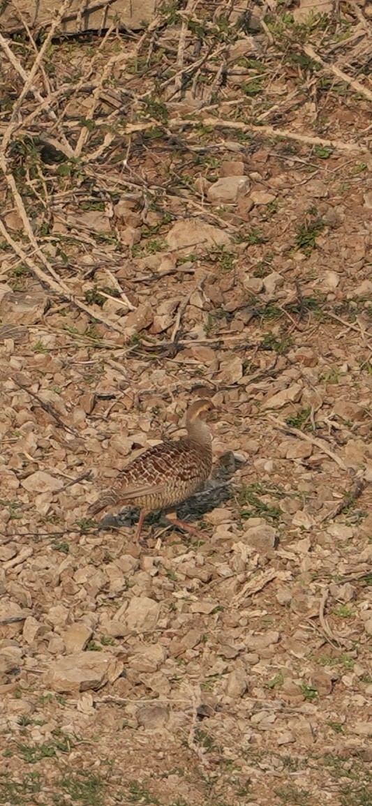 Gray Francolin - ML631310341