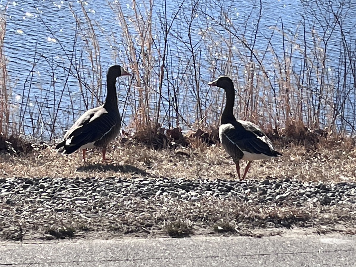 Greater White-fronted Goose - ML631310480