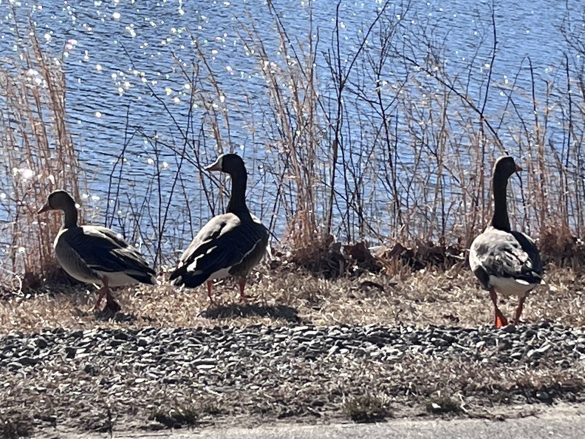 Greater White-fronted Goose - ML631310481