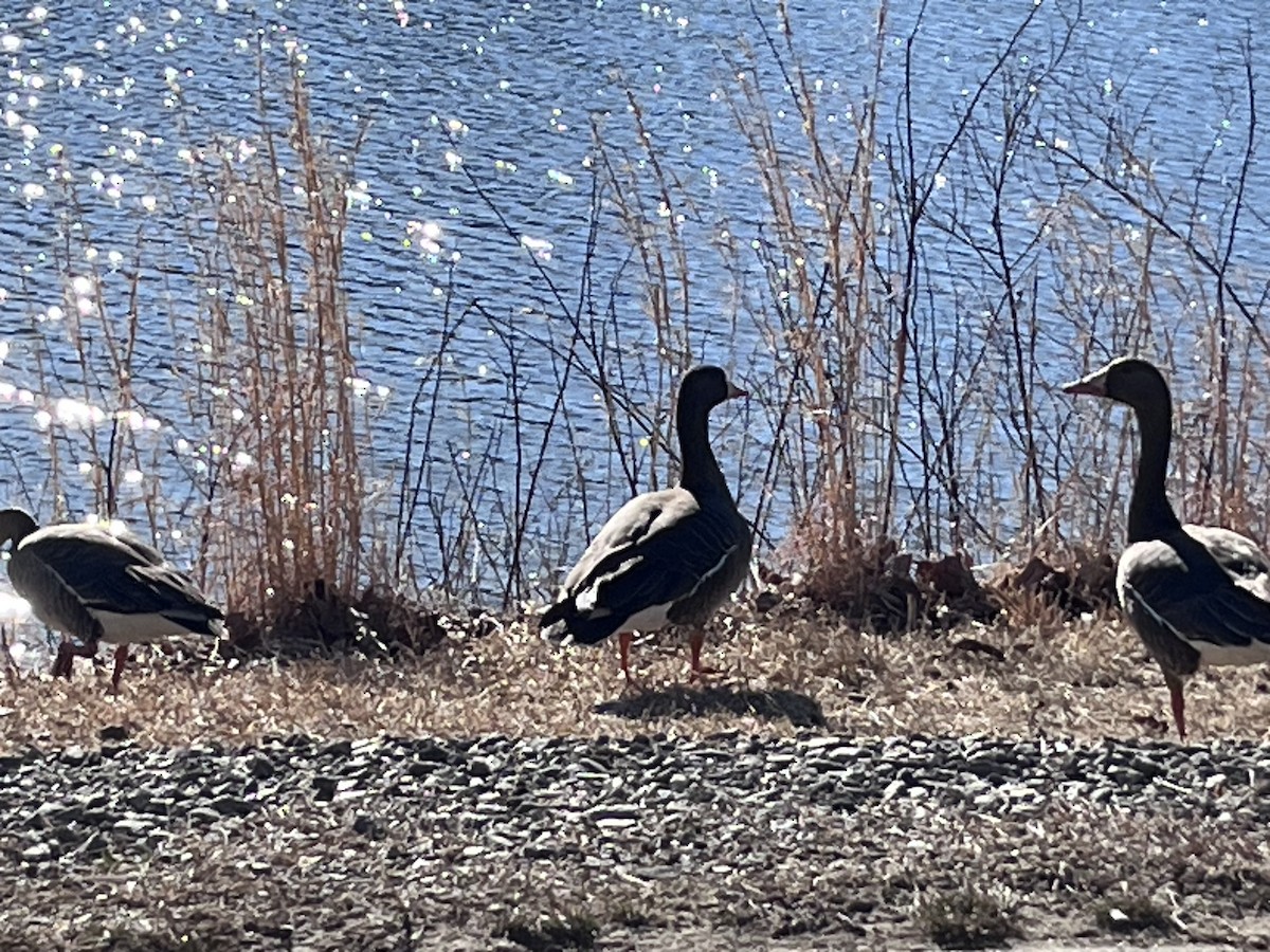 Greater White-fronted Goose - ML631310482