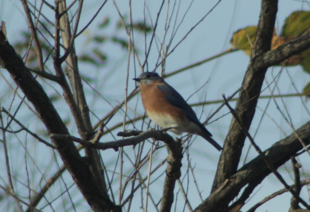 Eastern Bluebird - ML631310511