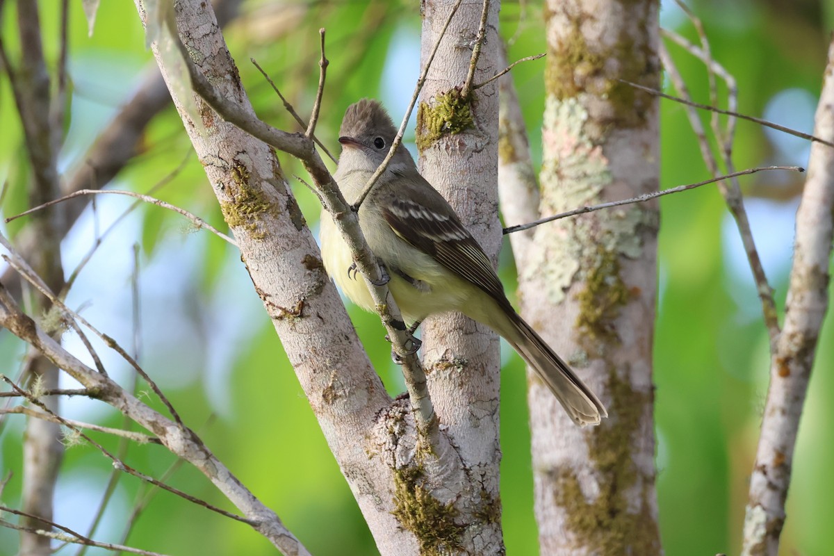 Lesser Elaenia - ML631310577