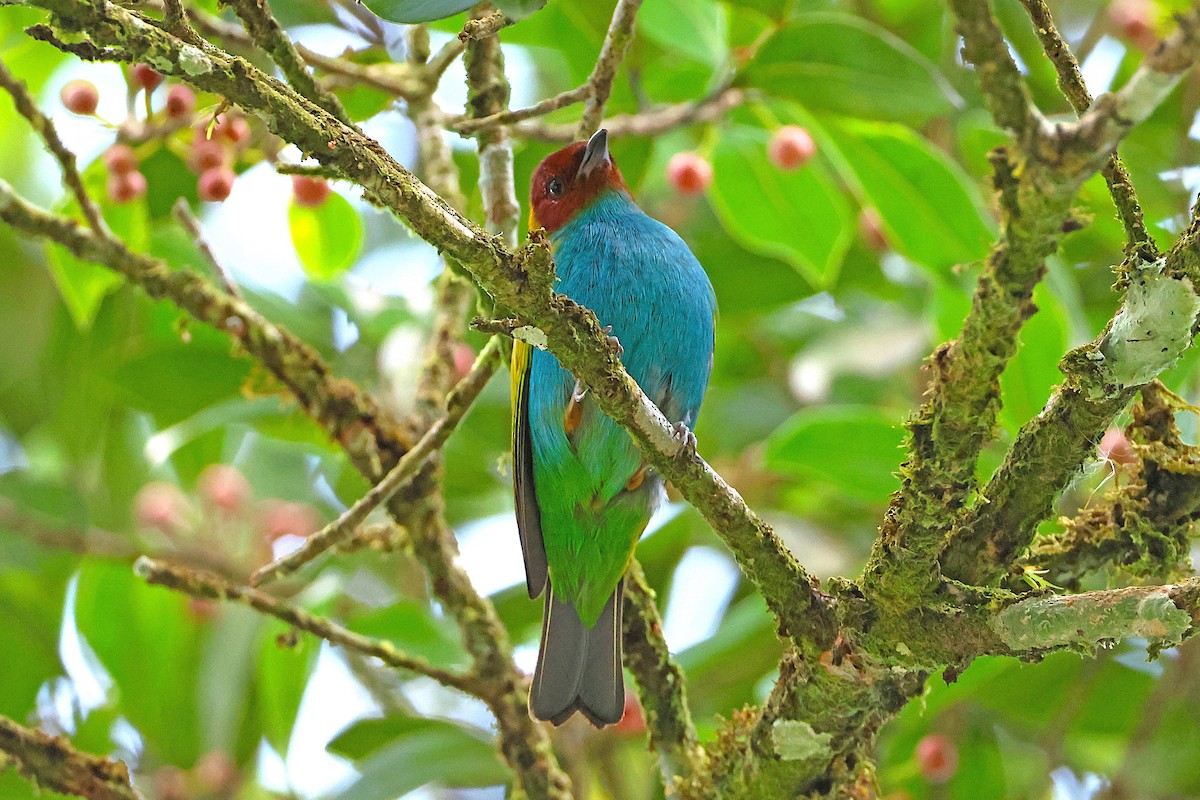 Bay-headed Tanager - ML631310599
