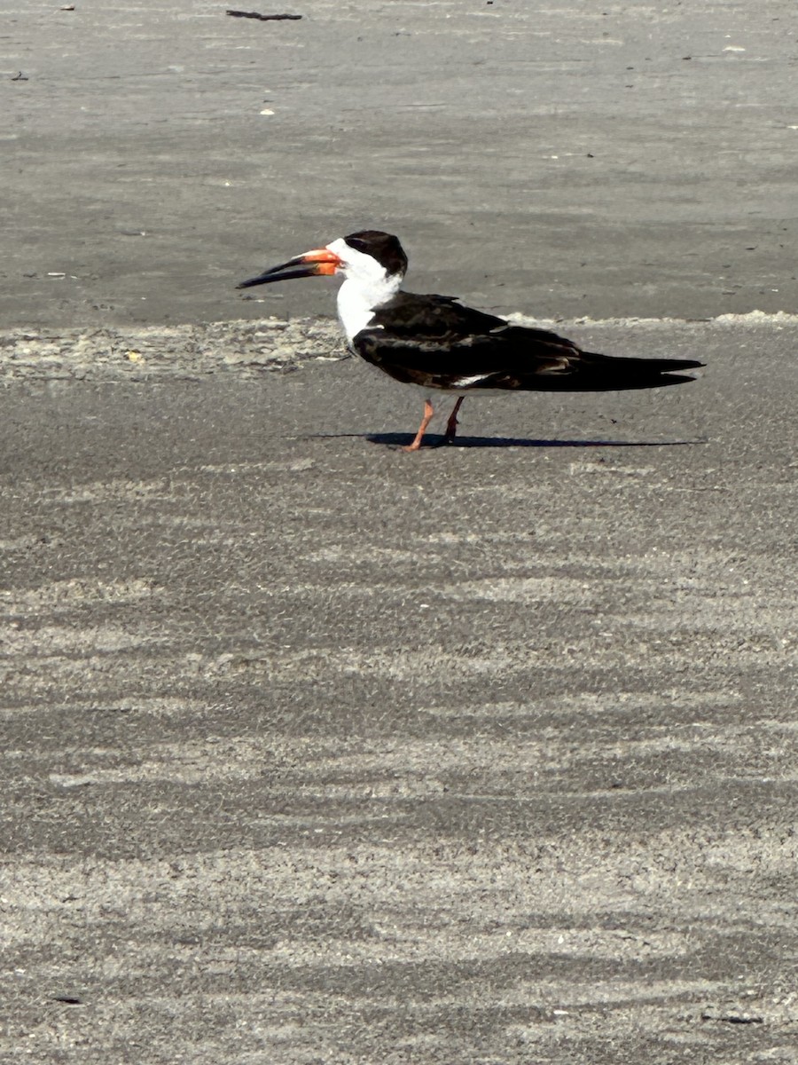 Black Skimmer - ML631310802