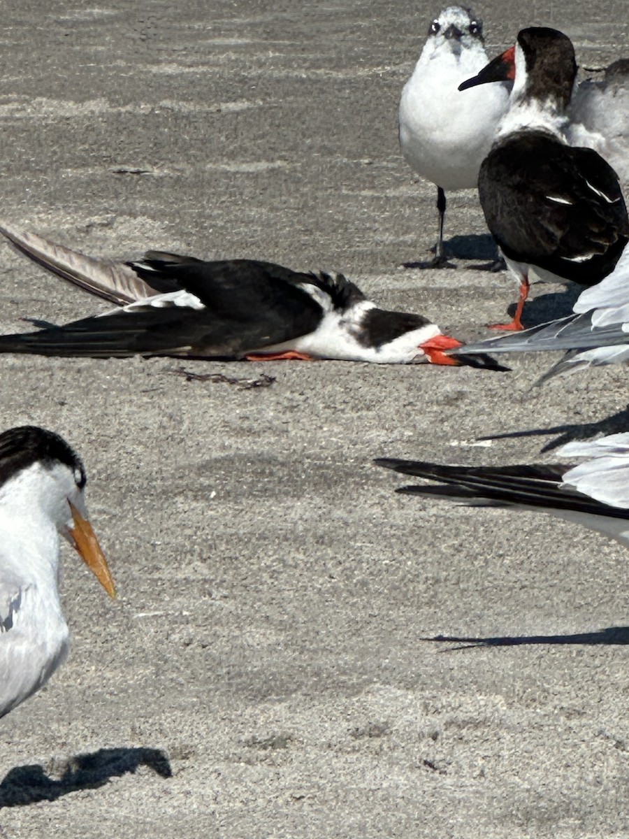 Black Skimmer - ML631310803