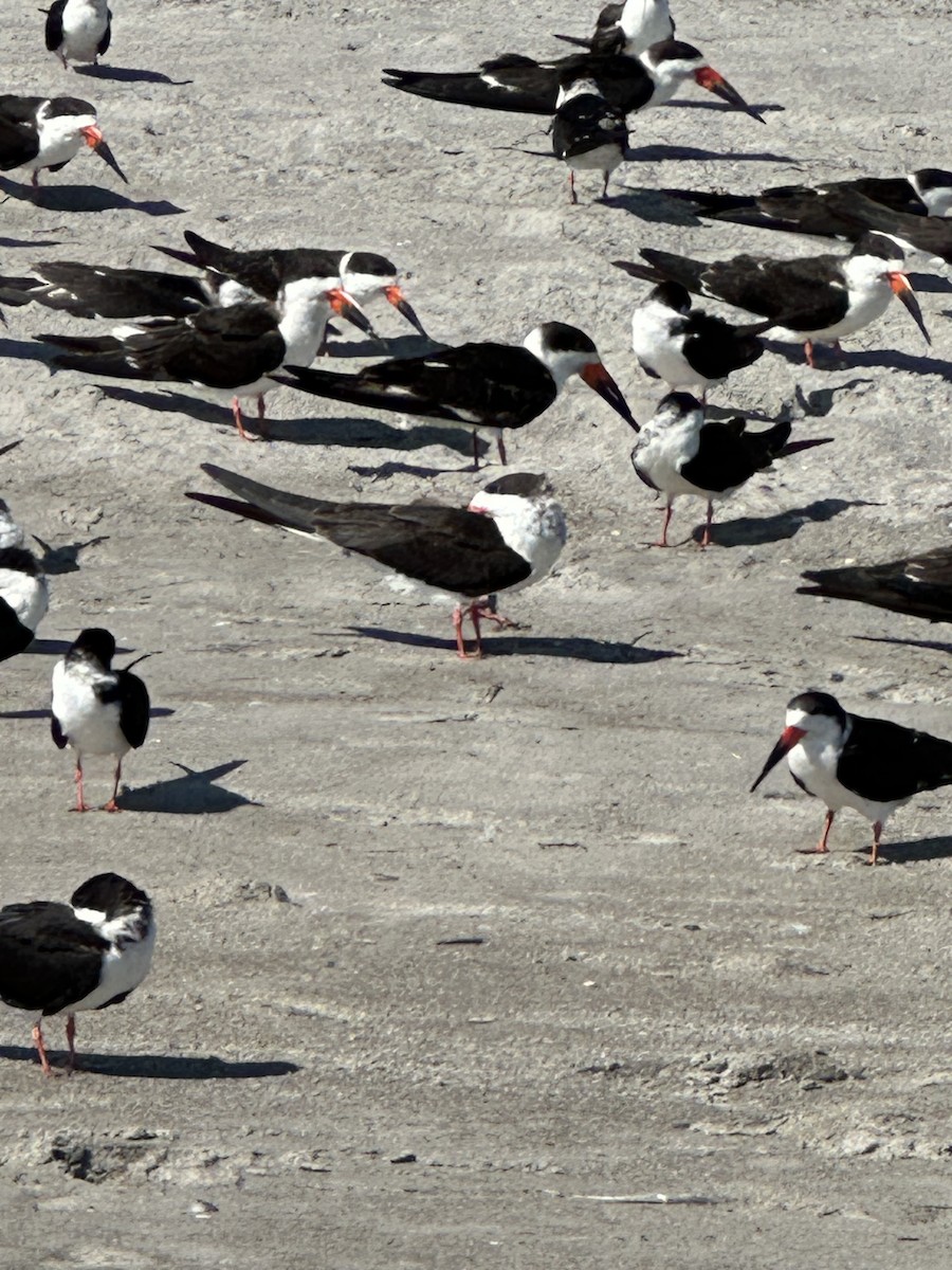 Black Skimmer - ML631310804
