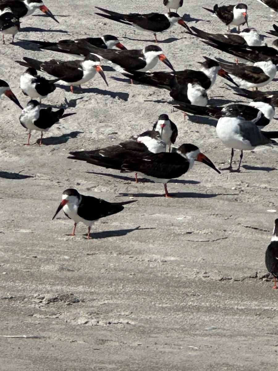 Black Skimmer - ML631310805