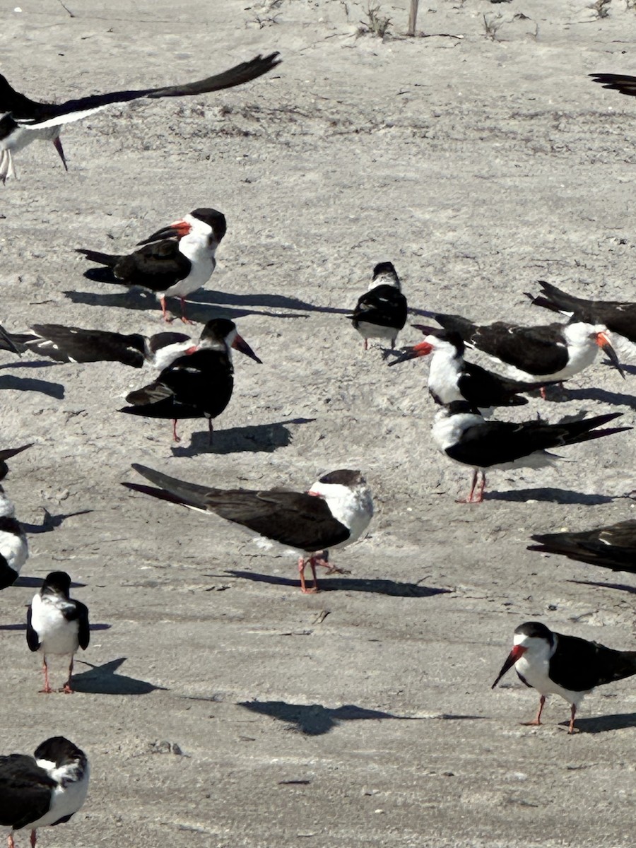 Black Skimmer - ML631310807