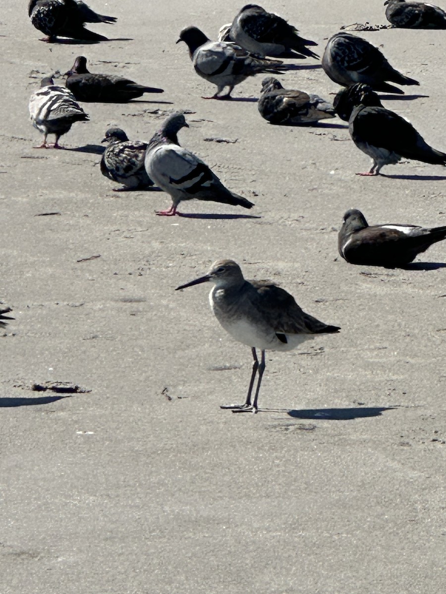 Willet - ML631310833