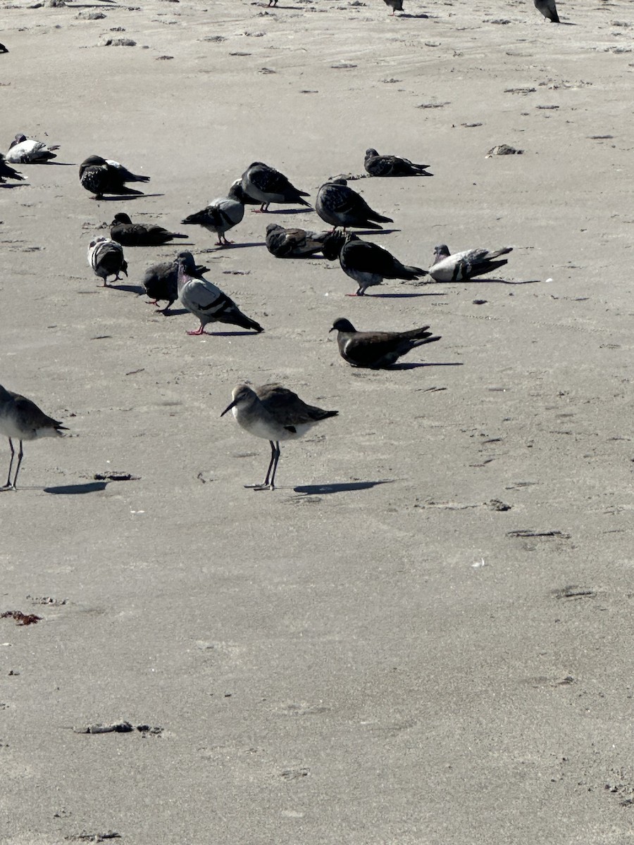 Willet - ML631310836