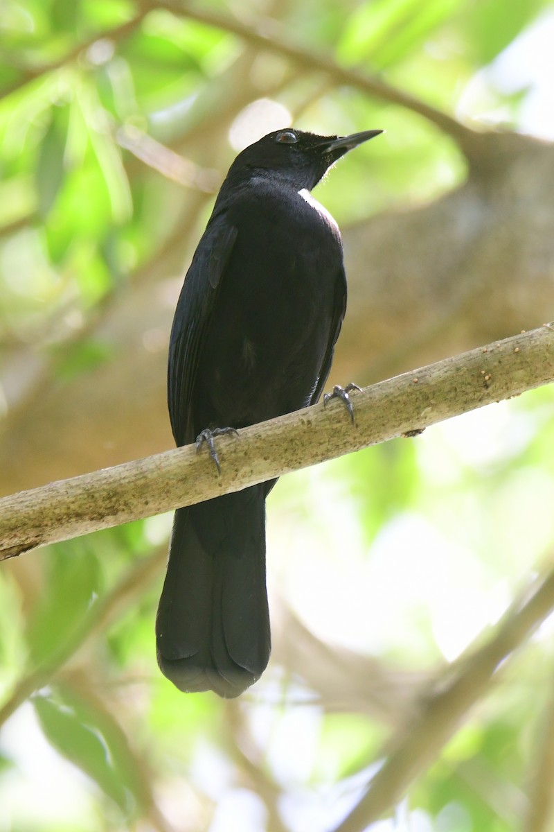 Black Catbird - ML631310959
