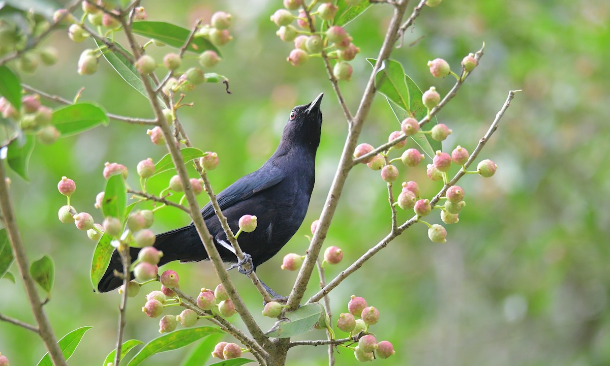 Black Catbird - ML631310960