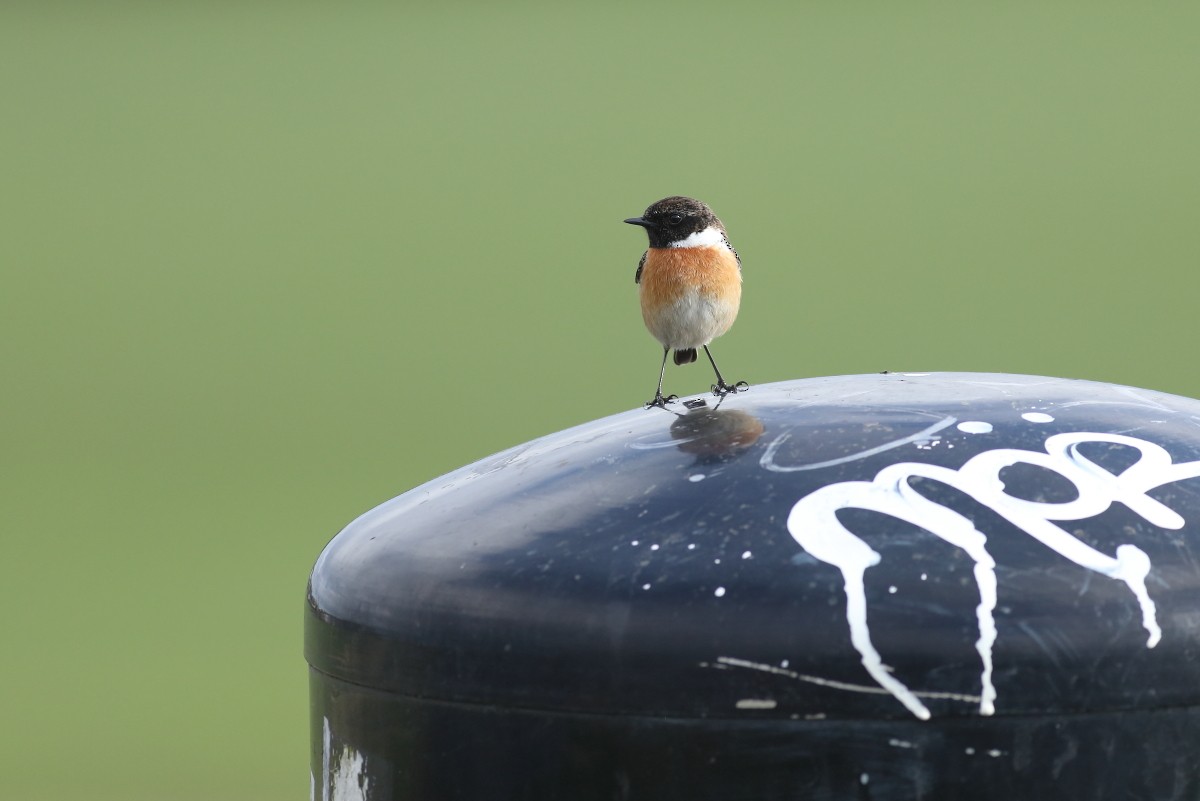 European Stonechat - ML631310985