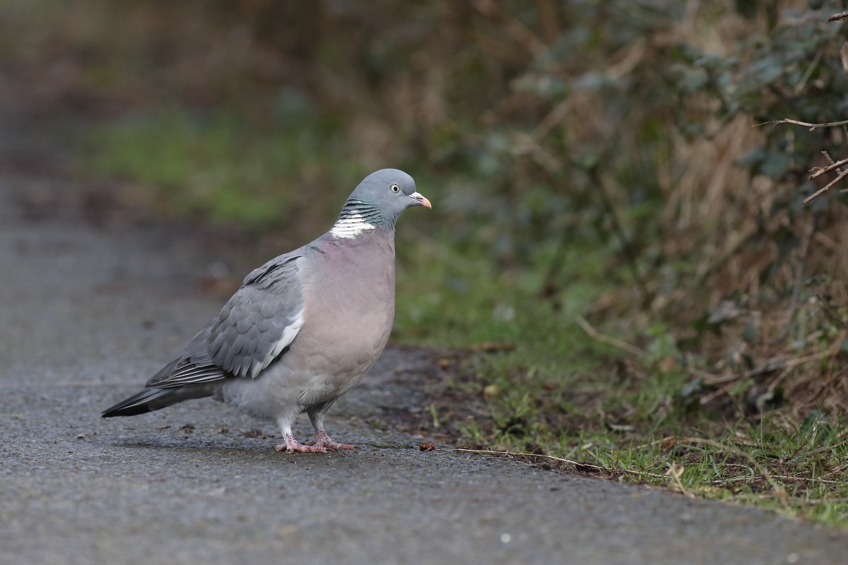 Common Wood-Pigeon - ML631311063