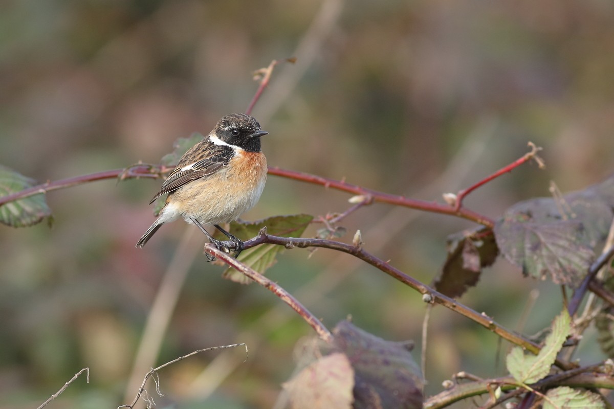 European Stonechat - ML631311079