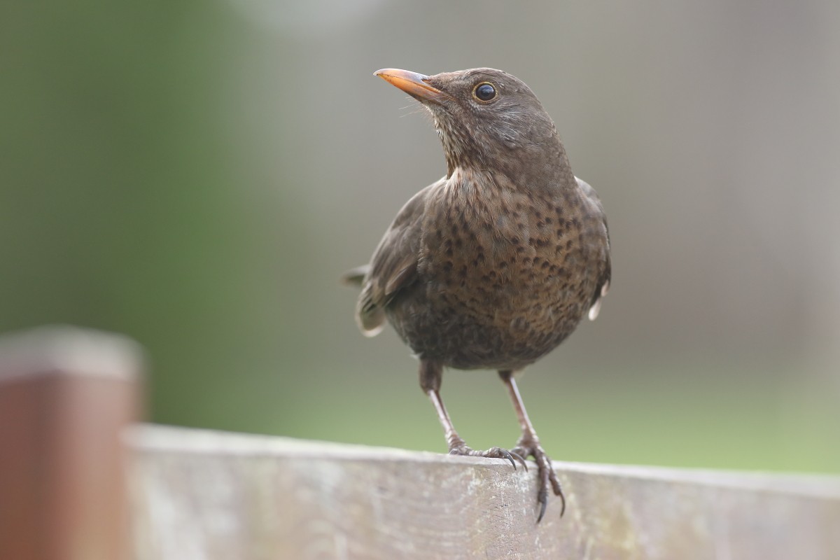 Eurasian Blackbird - ML631311090