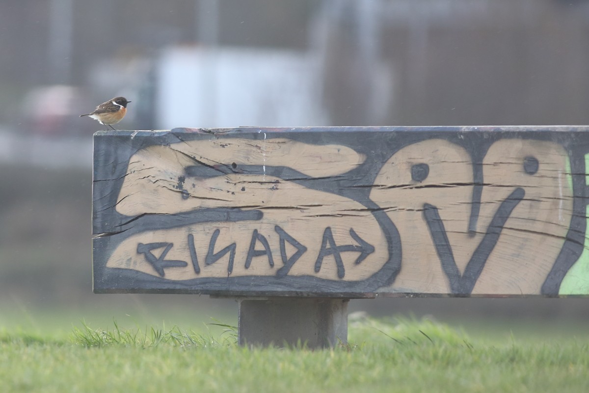 European Stonechat - ML631311107