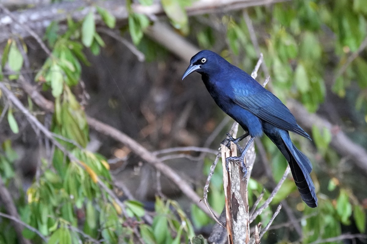 Greater Antillean Grackle - ML631311123