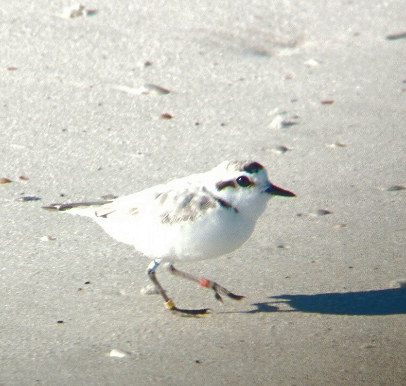 Snowy Plover - ML631311140