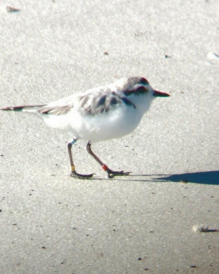 Snowy Plover - ML631311141