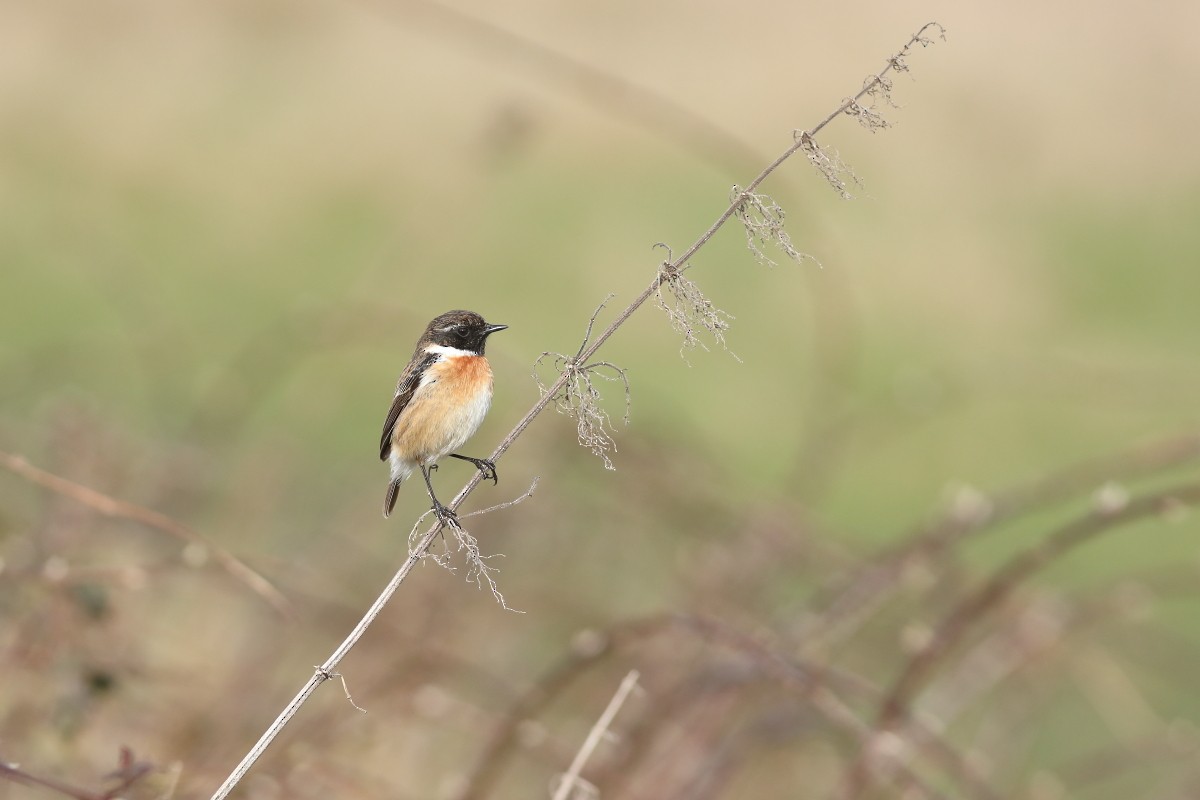 European Stonechat - ML631311147