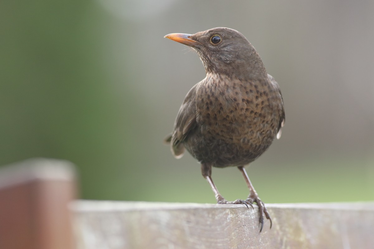 Eurasian Blackbird - ML631311156