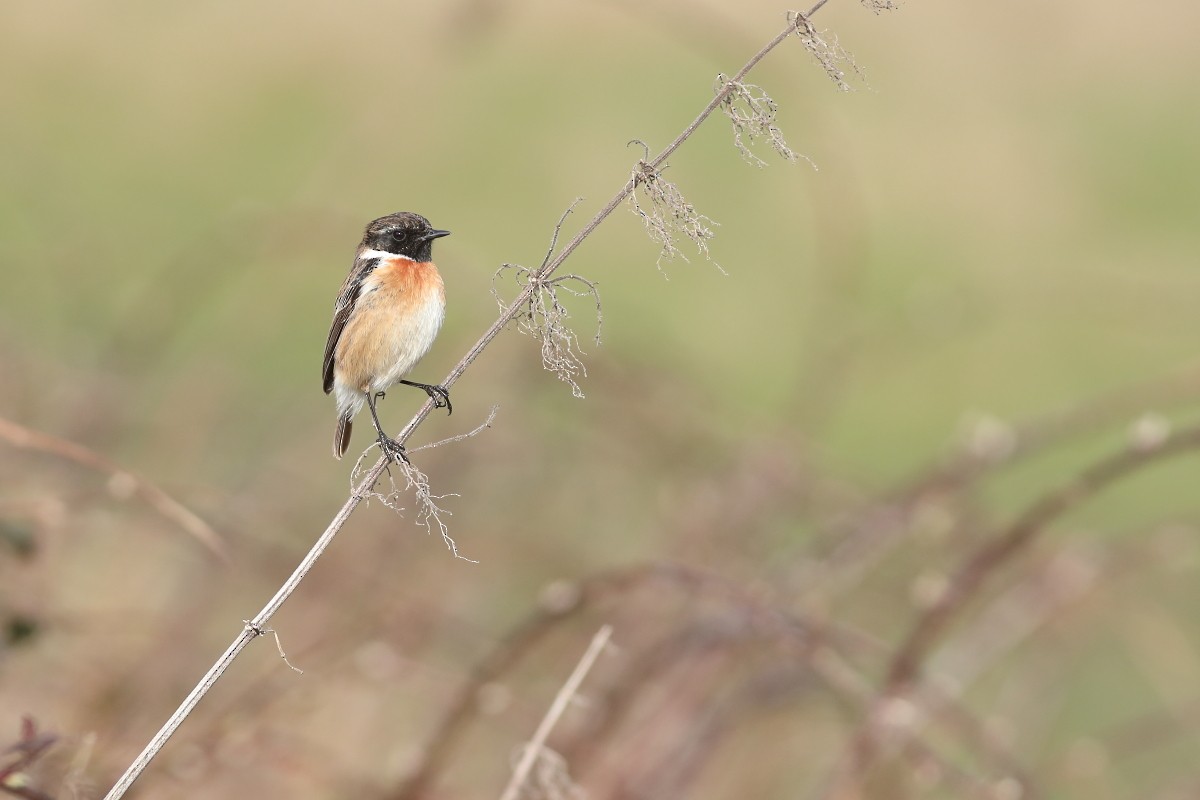 European Stonechat - ML631311169
