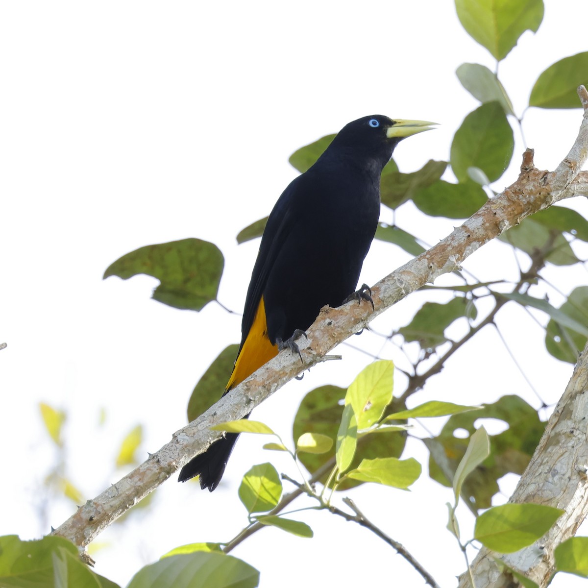 Yellow-rumped Cacique - ML631311181
