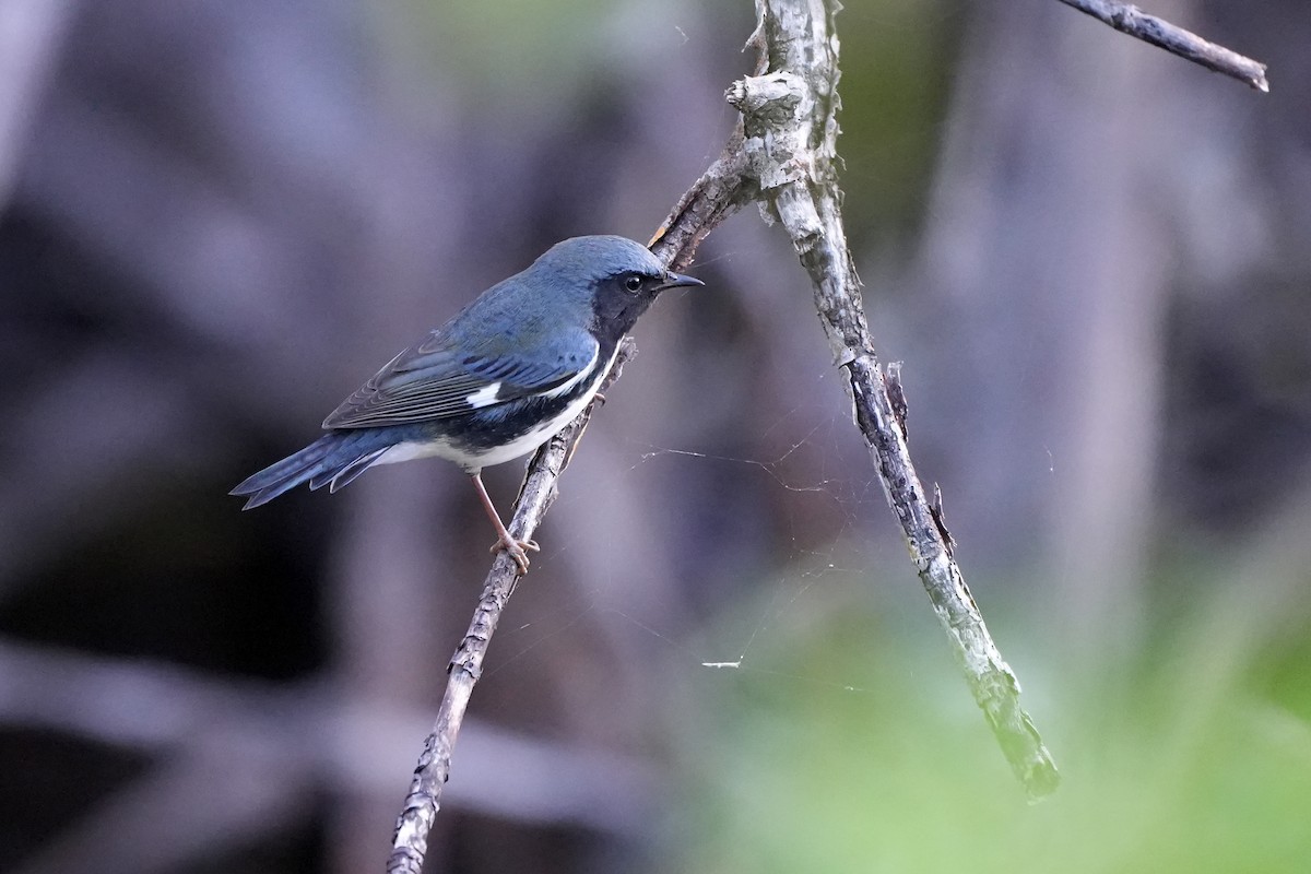 Black-throated Blue Warbler - ML631311221